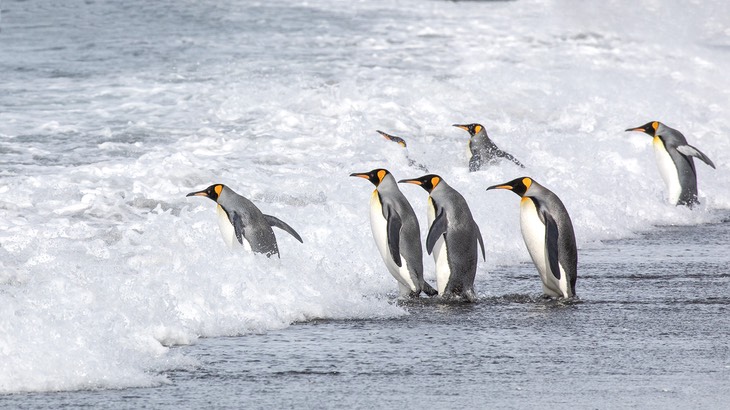 king penguin