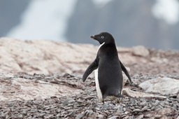 adelie penguin