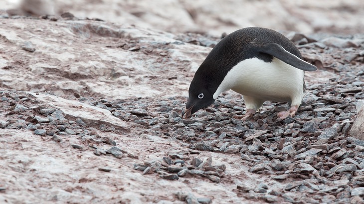 adelie penguin