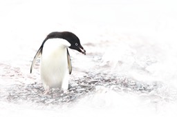 adelie penguin