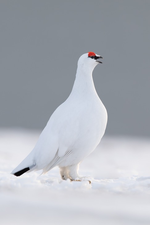 svalbard ptarmigan