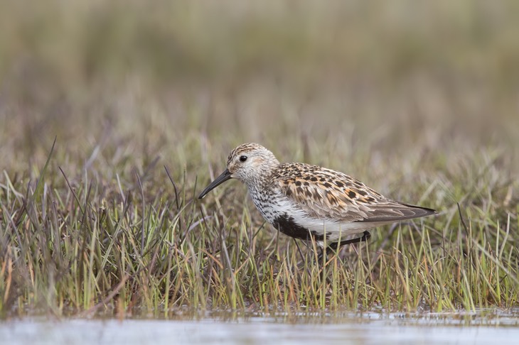 dunlin