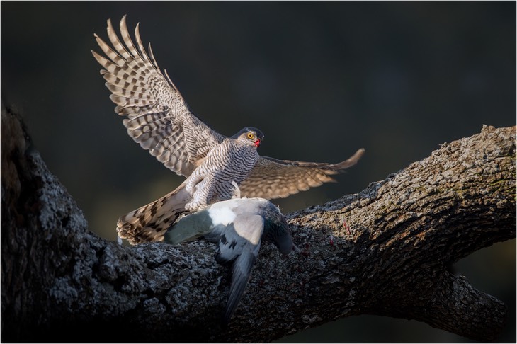 sparrowhawk