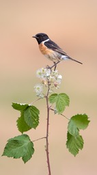 stonechat