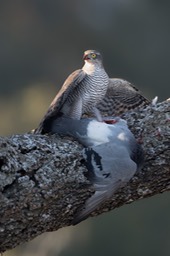 sparrowhawk