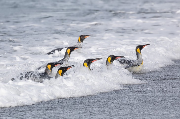 king penguin