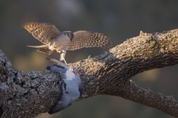 sparrowhawk