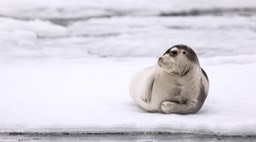 bearded seal