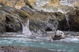 southern elephant seal