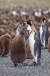 king penguin