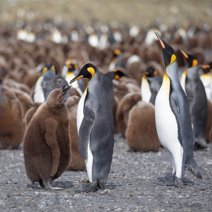 king penguin