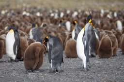 king penguin