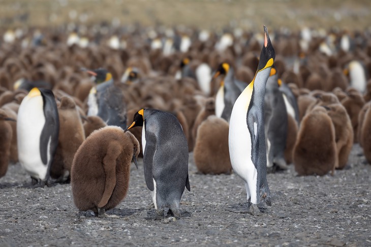 king penguin