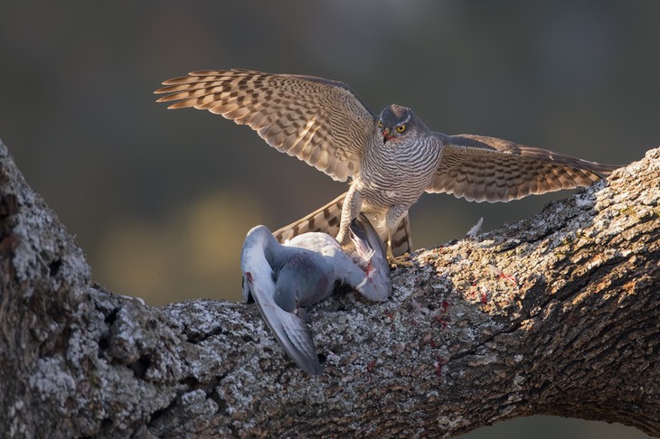 sparrowhawk