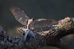 sparrowhawk