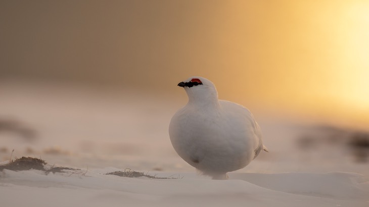 svalbard ptarmigan