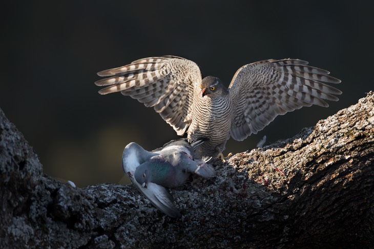 sparrowhawk