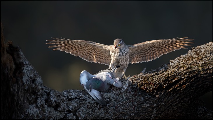 sparrowhawk