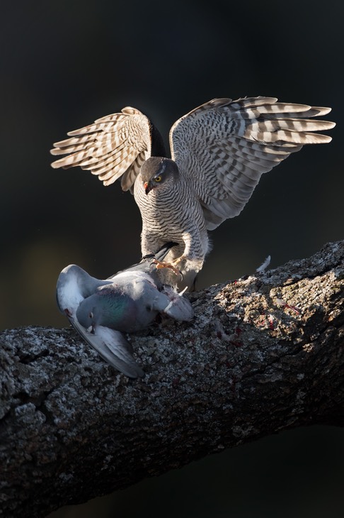 sparrowhawk