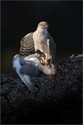 sparrowhawk