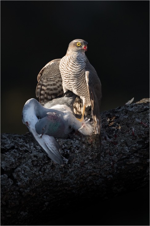 sparrowhawk