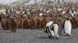 king penguin