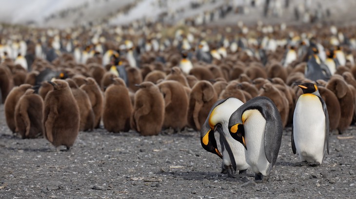 king penguin