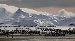 king penguin