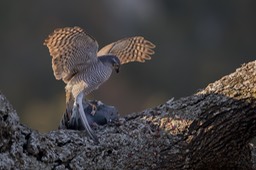 sparrowhawk