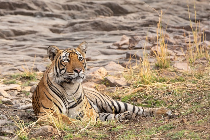 bengal tiger