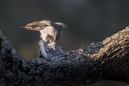 sparrowhawk