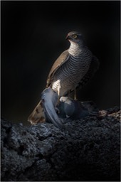 sparrowhawk