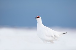 svalbard ptarmigan