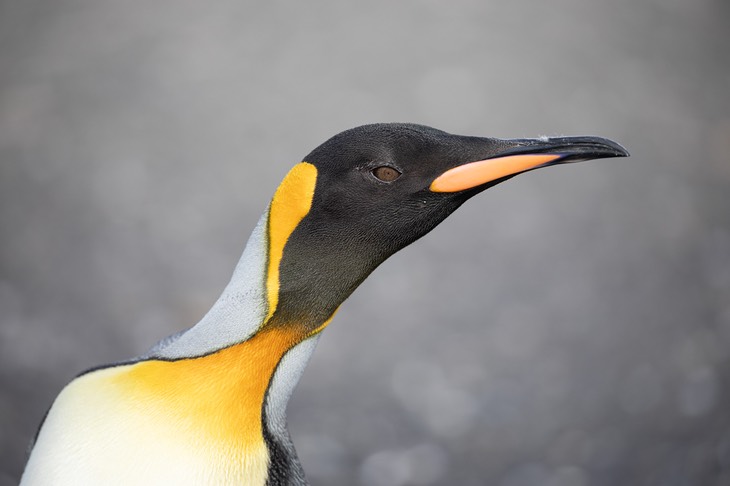 king penguin