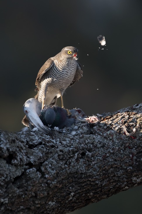 sparrowhawk