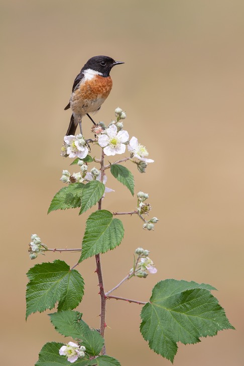 stonechat