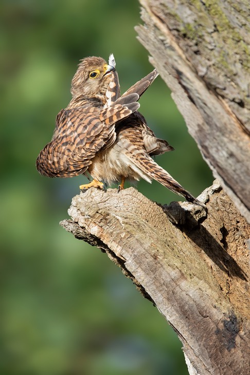 kestrel