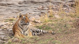 bengal tiger