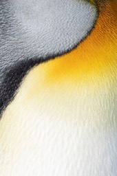 king penguin