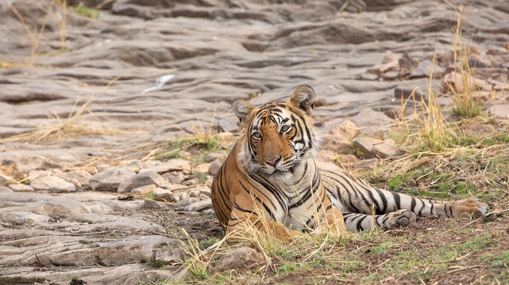 bengal tiger