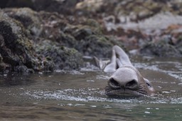 southern elephant seal