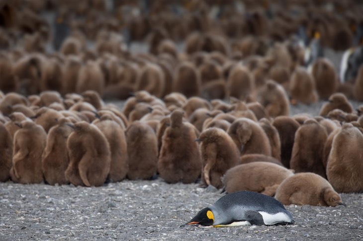 king penguin