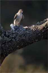 sparrowhawk