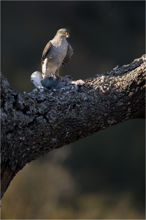 sparrowhawk