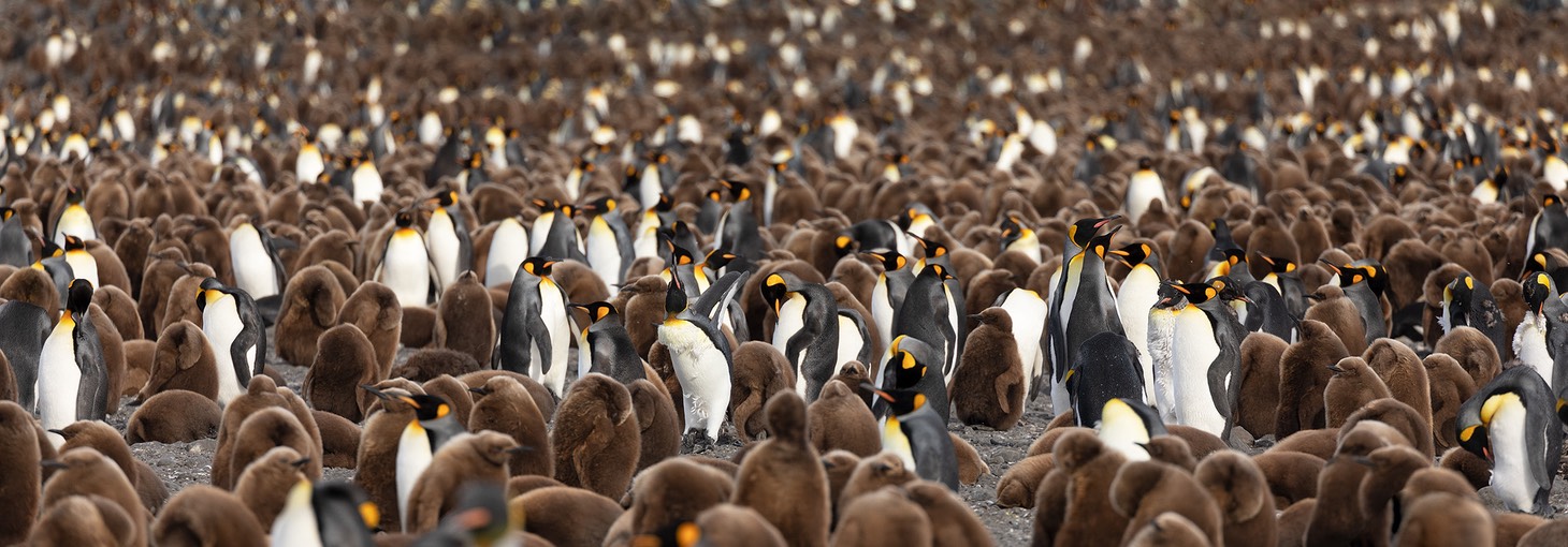 king penguin