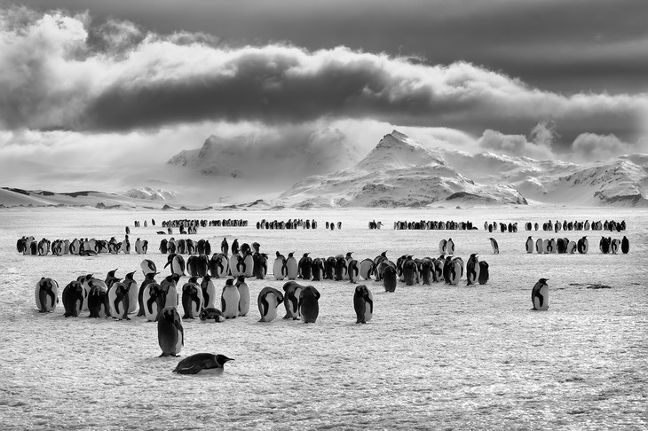 king penguin