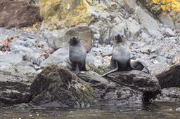 southern fur seal