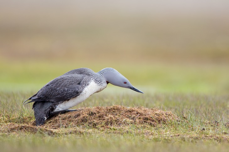 red throated diver