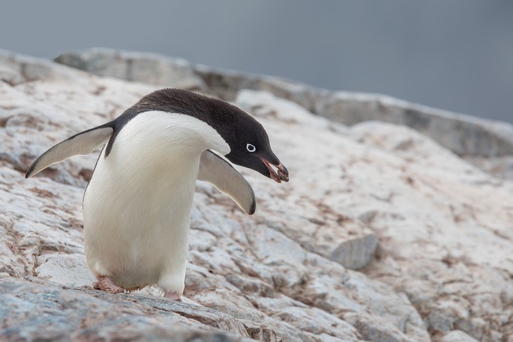 adelie penguin