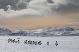 king penguin